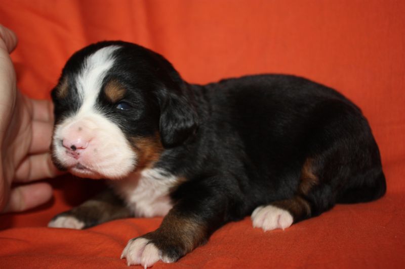 Gallery for l-litter-bernese