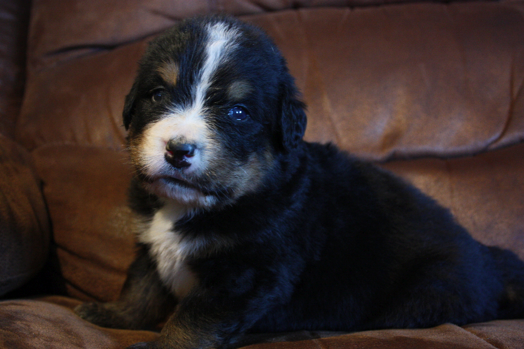 Gallery for e2-litter-bernese