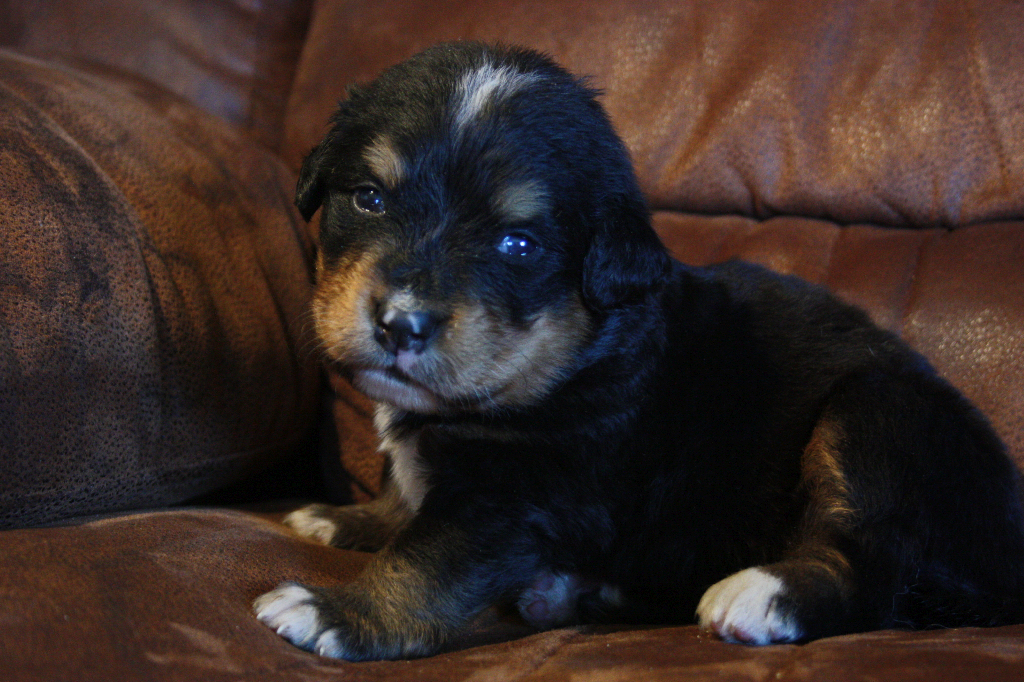 Gallery for e2-litter-bernese