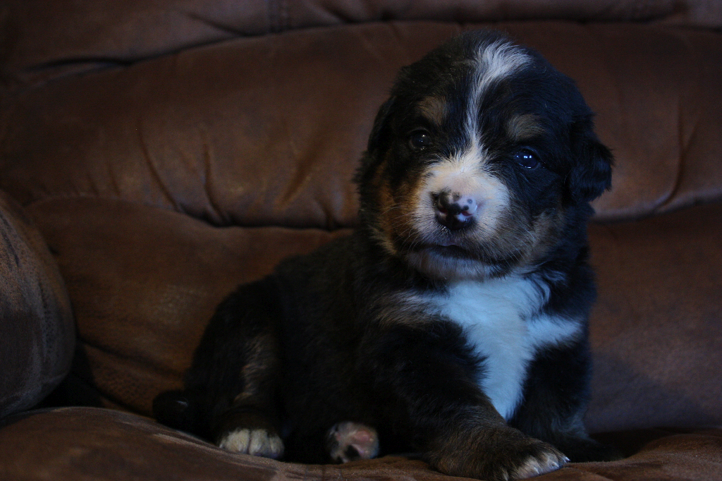 Gallery for e2-litter-bernese