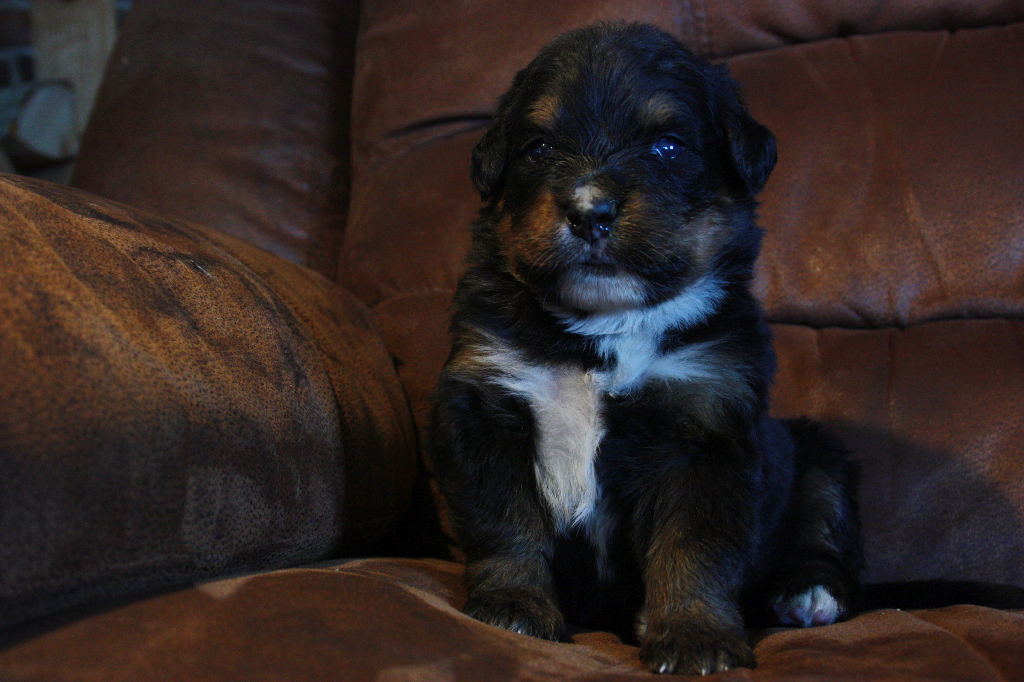 Gallery for e2-litter-bernese