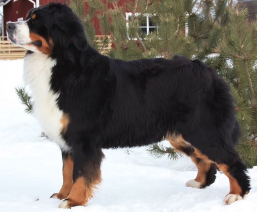 Gallery for u-litter-bernese