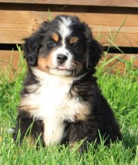 Gallery for q-litter-bernese