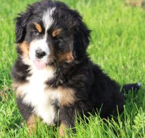 Gallery for q-litter-bernese