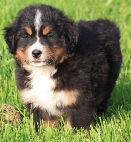 Gallery for q-litter-bernese