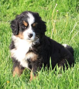 Gallery for q-litter-bernese