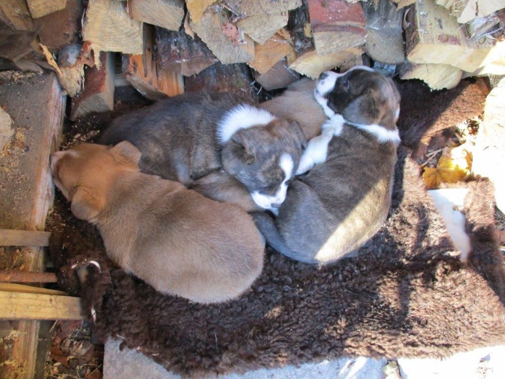 Gallery for z-litter-cardigan