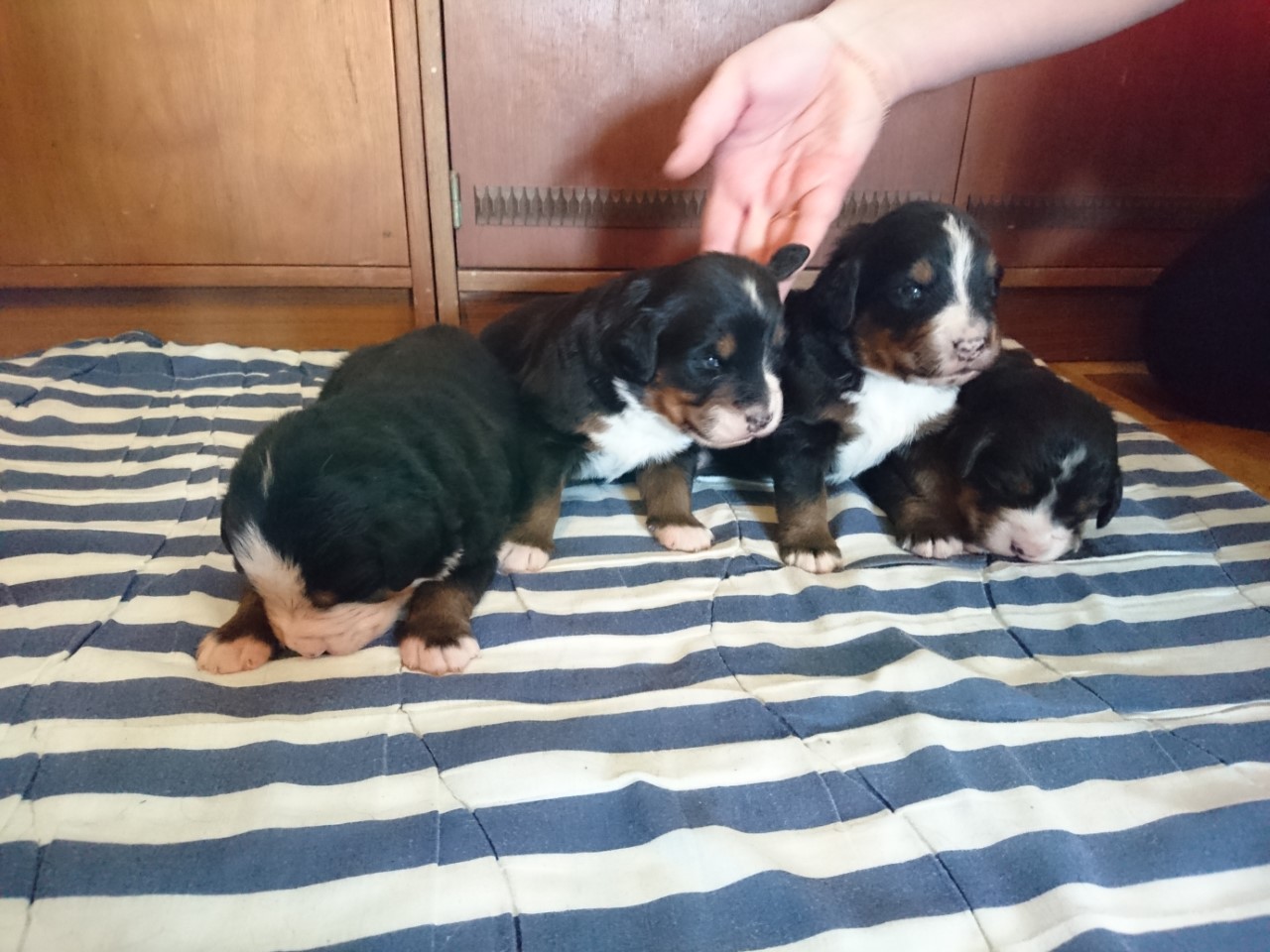 Gallery for f2-litter-bernese