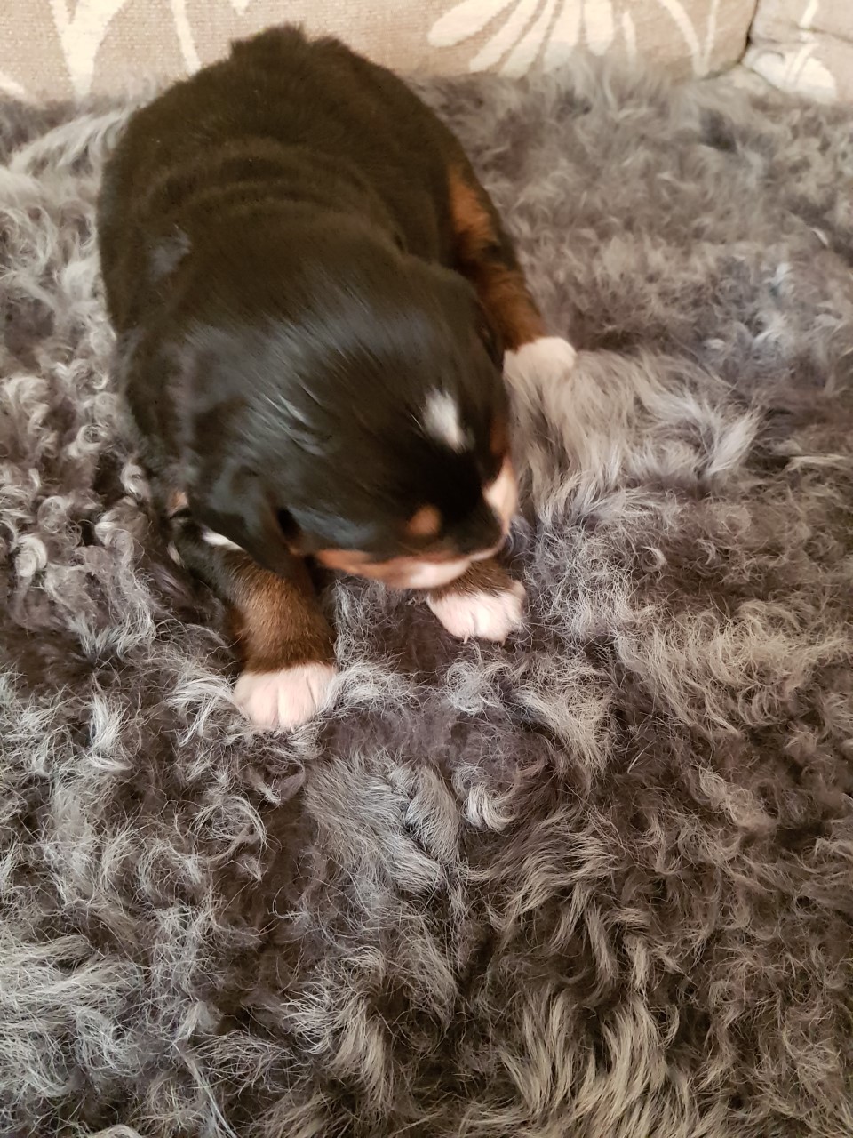 Gallery for f2-litter-bernese