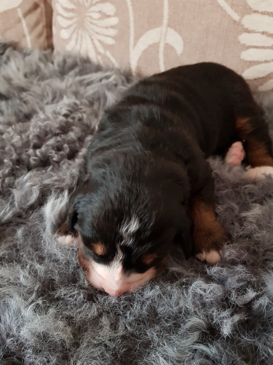 Gallery for f2-litter-bernese