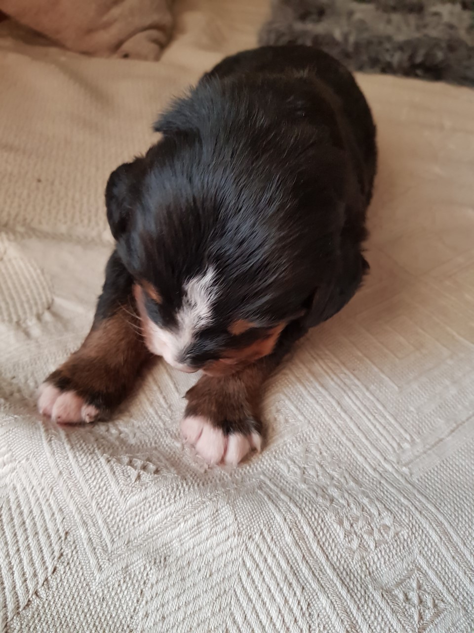 Gallery for f2-litter-bernese