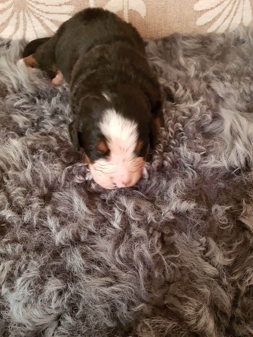 Gallery for f2-litter-bernese