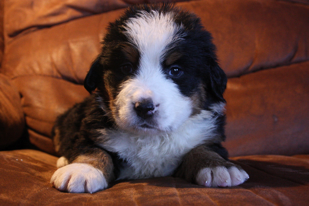Gallery for g2-litter-bernese