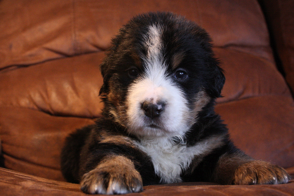 Gallery for g2-litter-bernese
