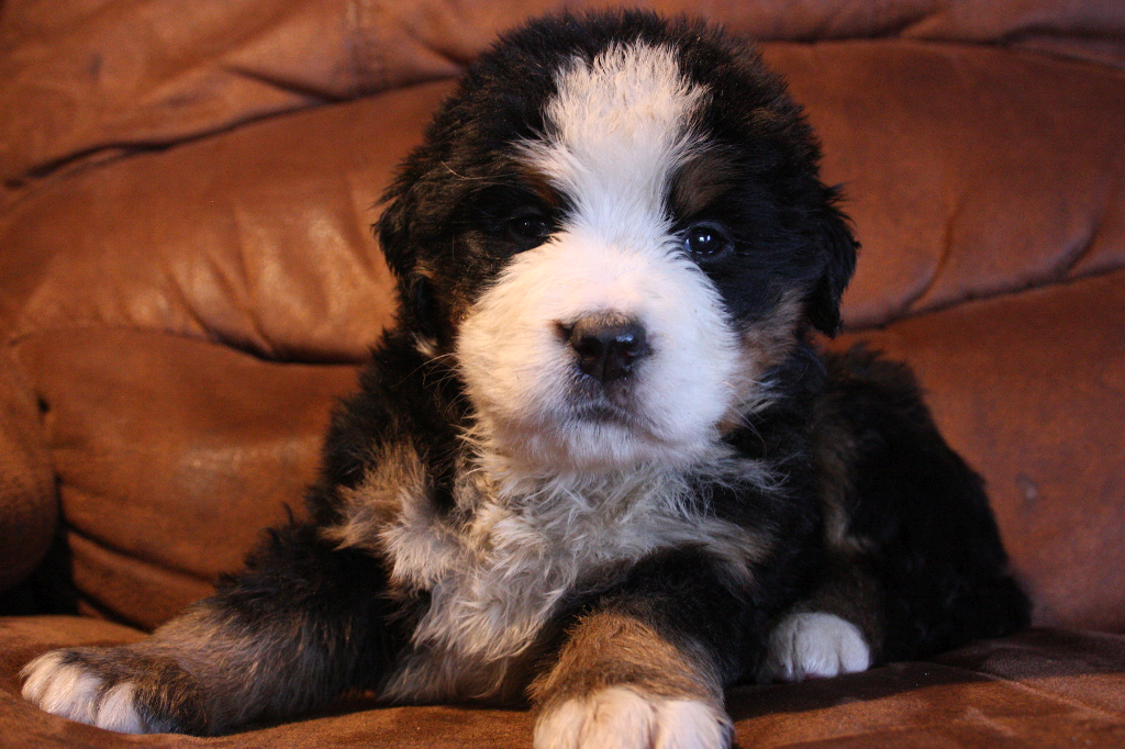 Gallery for g2-litter-bernese