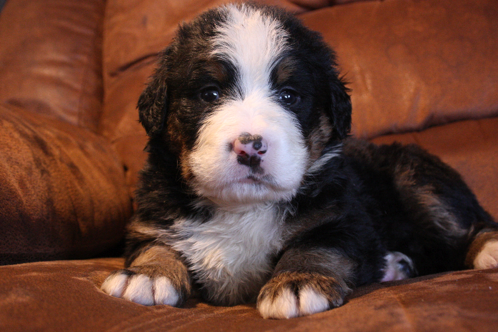 Gallery for g2-litter-bernese