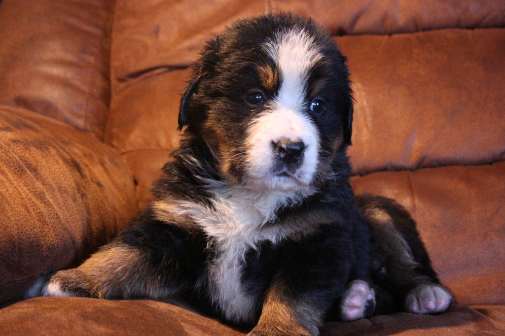 Gallery for g2-litter-bernese