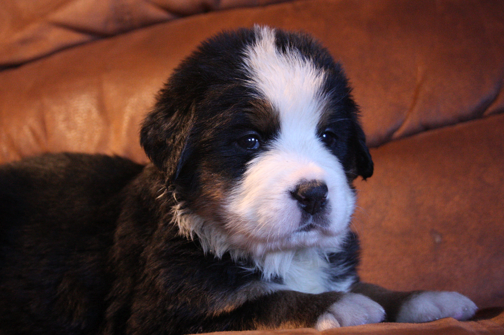 Gallery for g2-litter-bernese