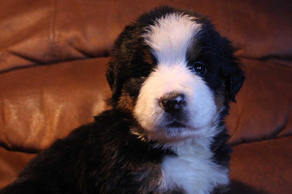 Gallery for g2-litter-bernese