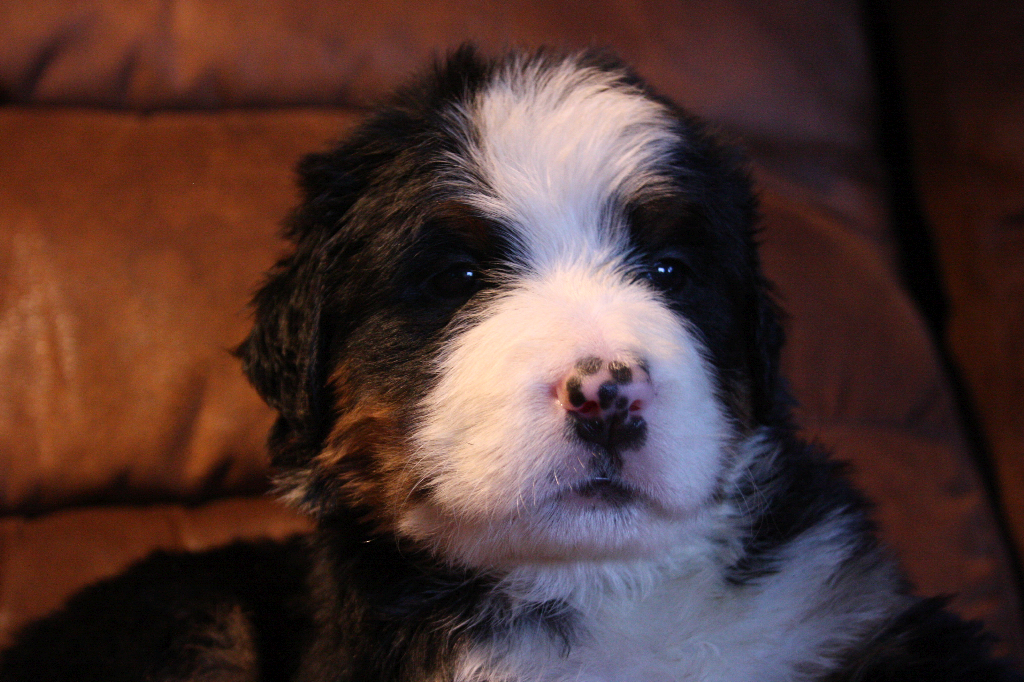 Gallery for g2-litter-bernese