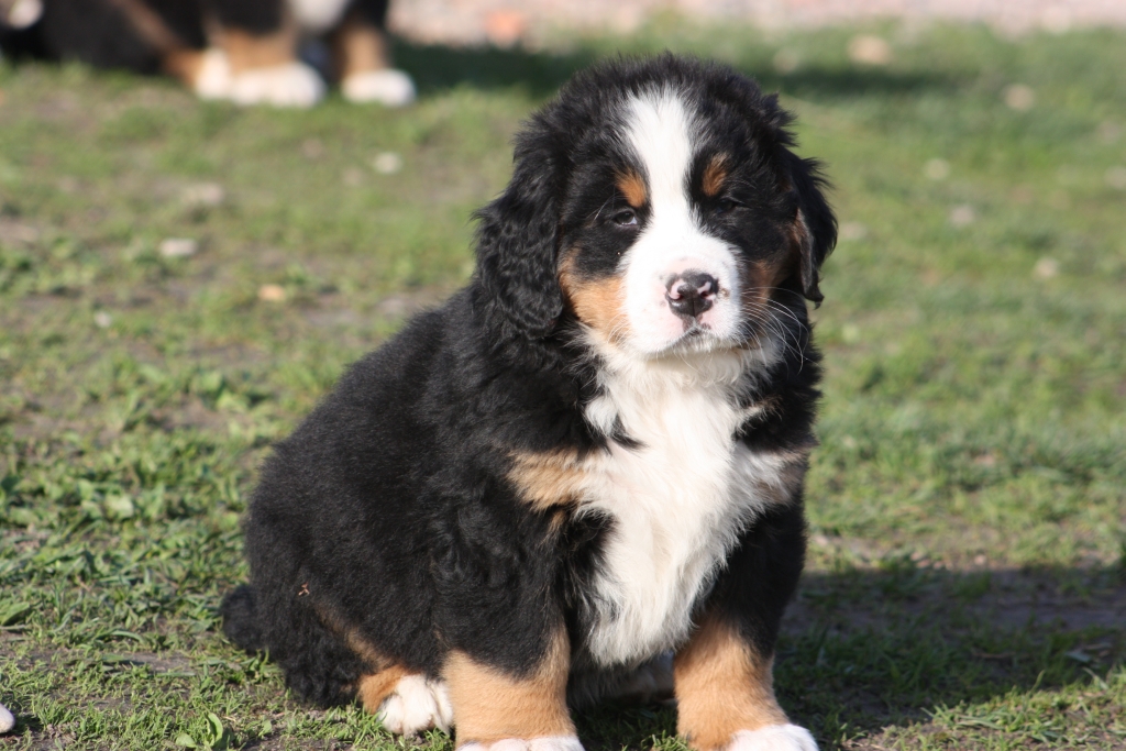 Gallery for v-litter-bernese