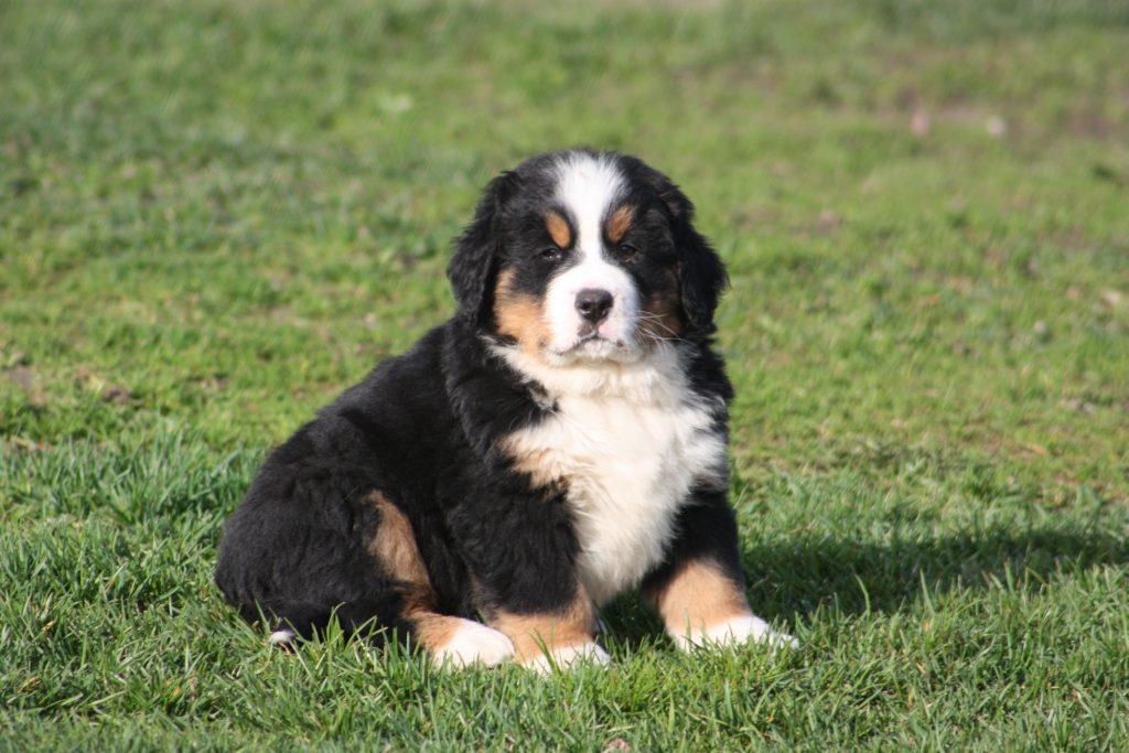 Gallery for v-litter-bernese
