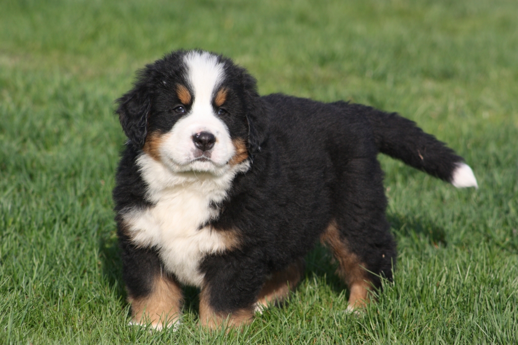 Gallery for v-litter-bernese