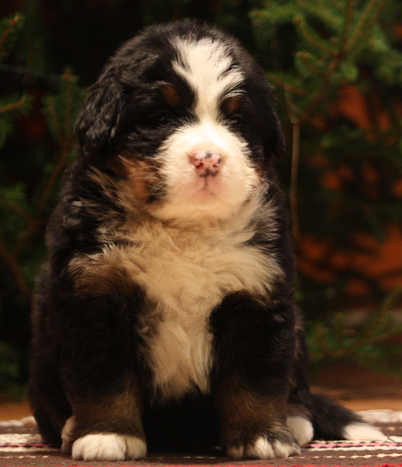 Gallery for j2-litter-bernese