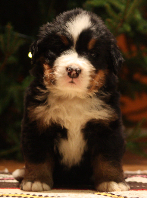 Gallery for j2-litter-bernese