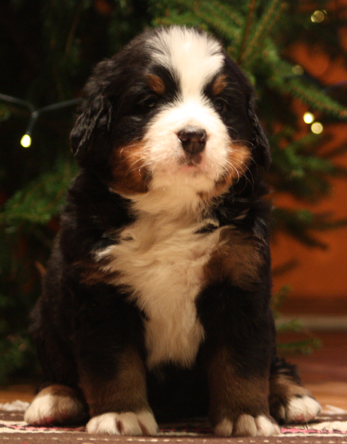 Gallery for j2-litter-bernese