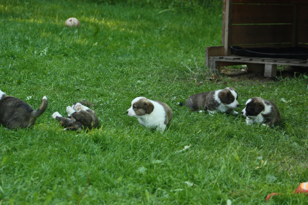Gallery for o2-litter-cardigan