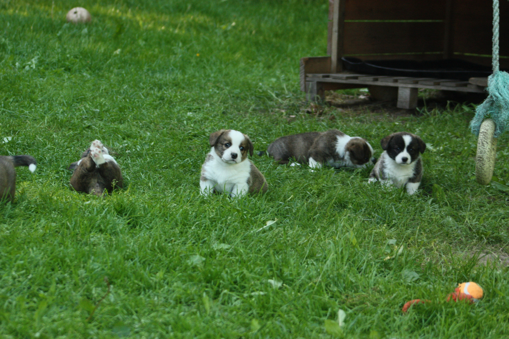 Gallery for o2-litter-cardigan
