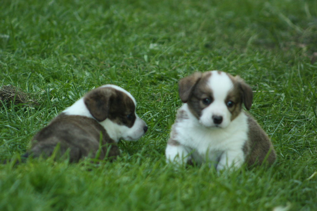 Gallery for o2-litter-cardigan