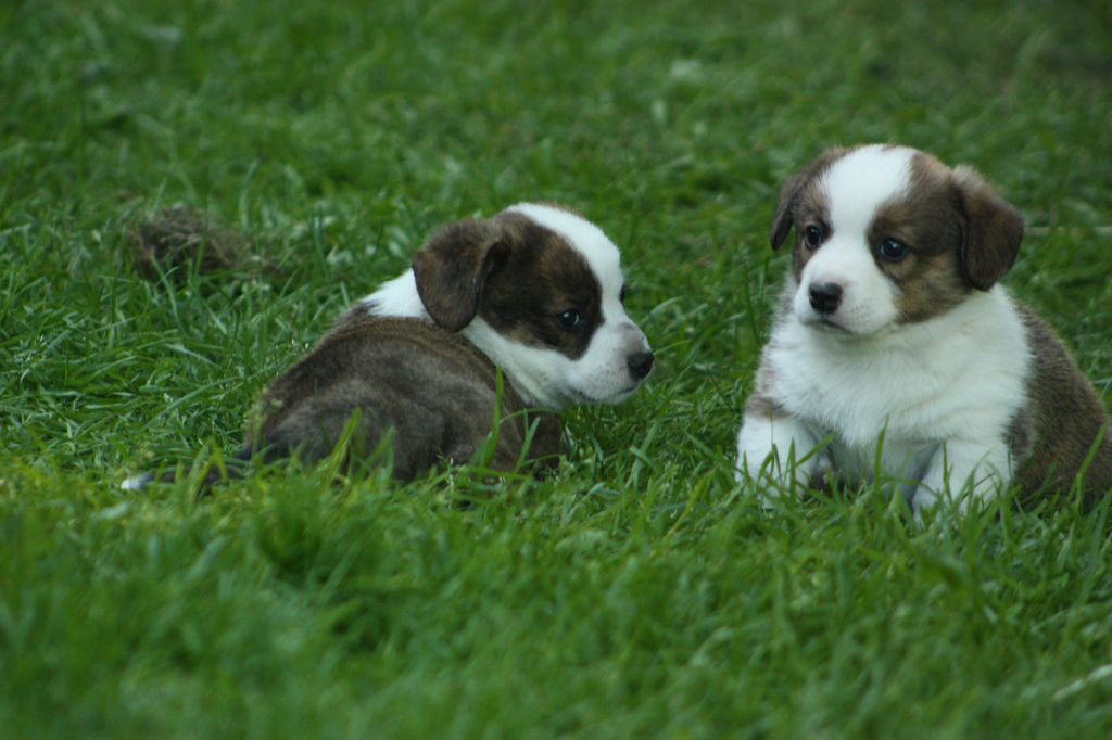 Gallery for o2-litter-cardigan