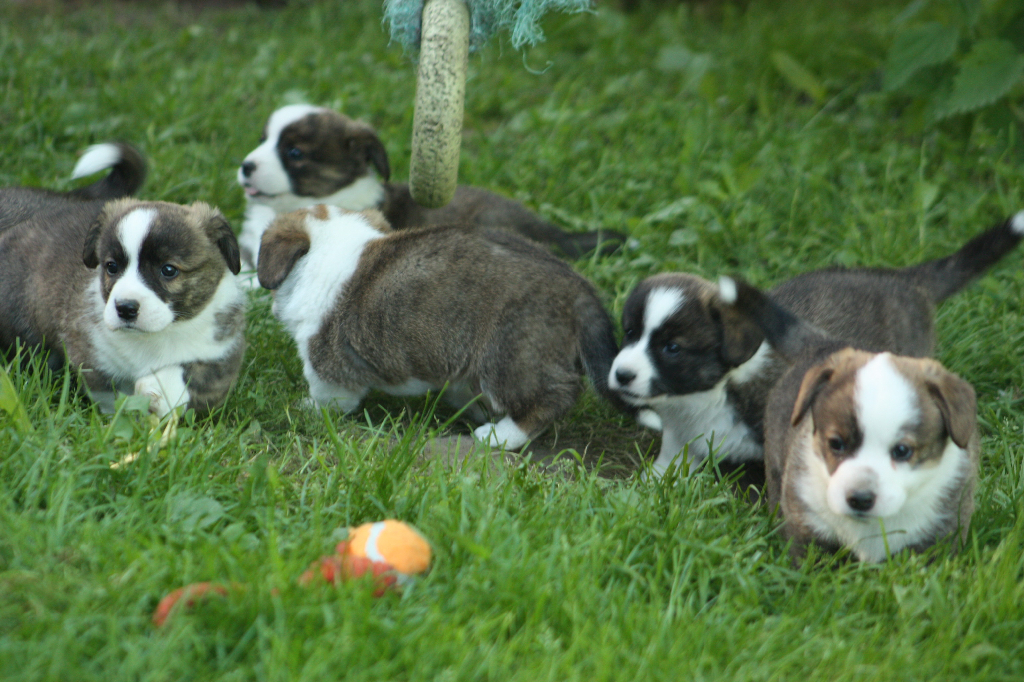Gallery for o2-litter-cardigan