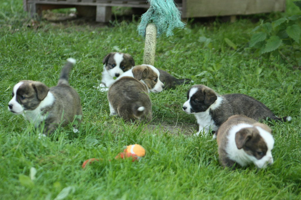 Gallery for o2-litter-cardigan
