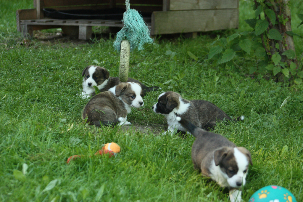 Gallery for o2-litter-cardigan