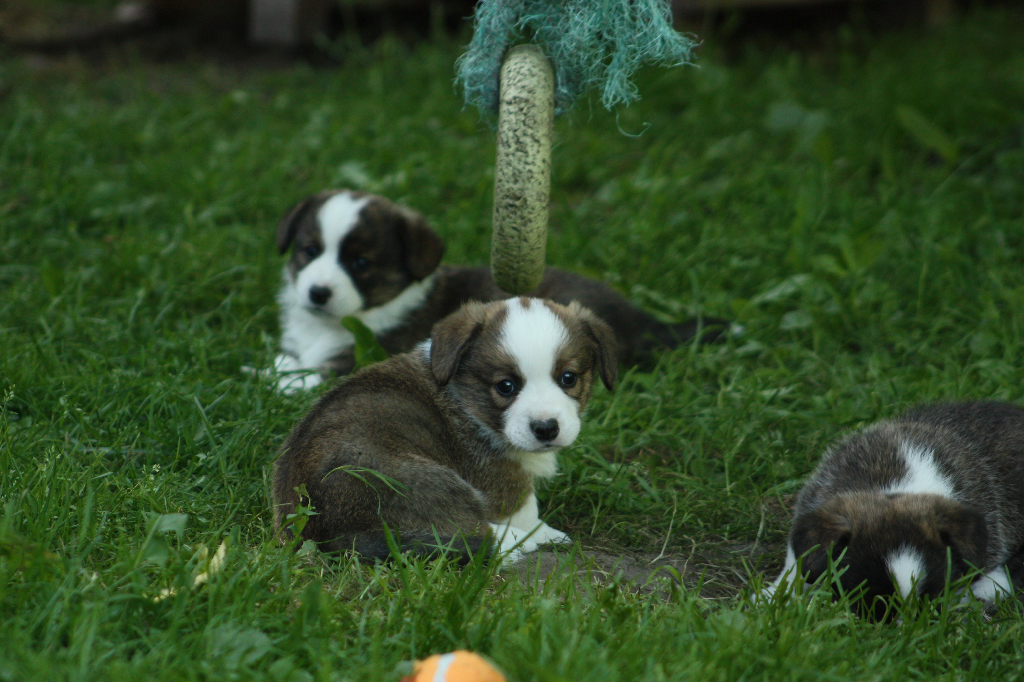 Gallery for o2-litter-cardigan