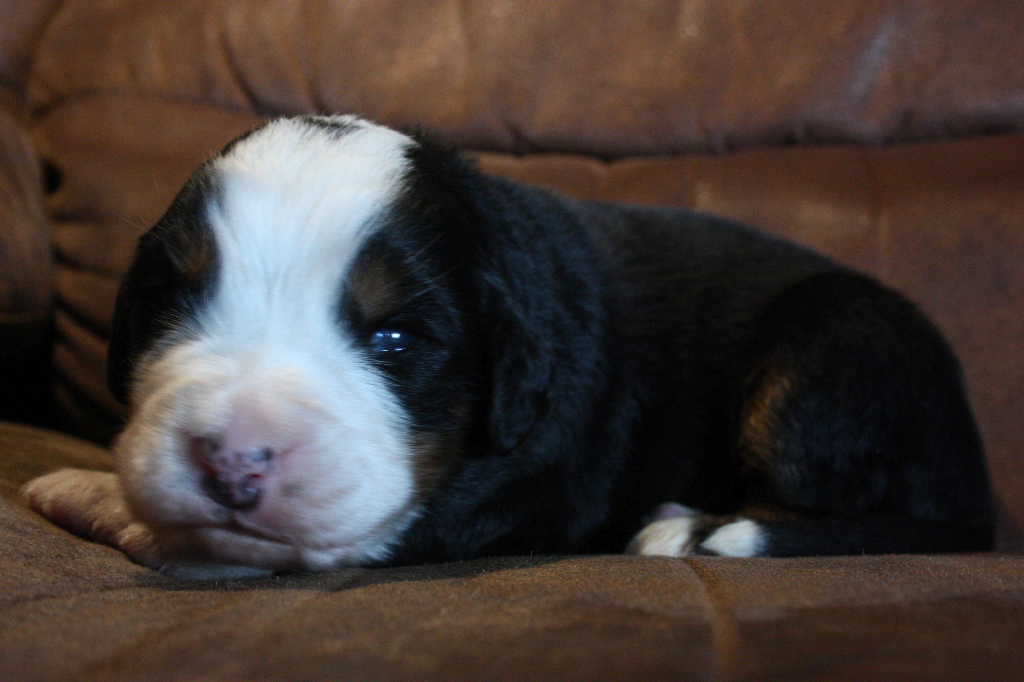 Gallery for i2-litter-bernese
