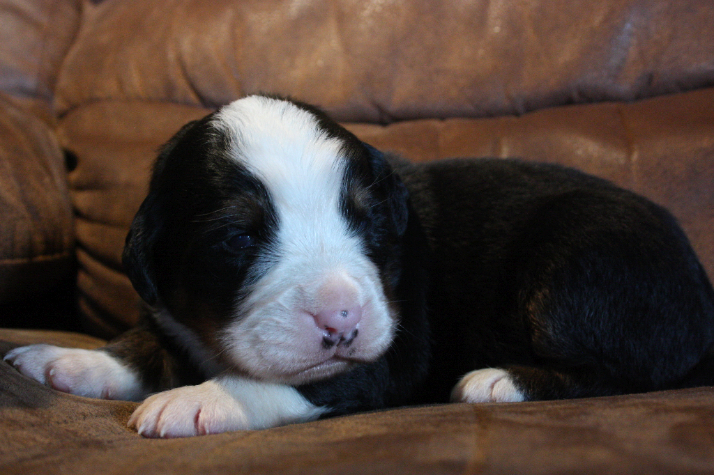 Gallery for i2-litter-bernese