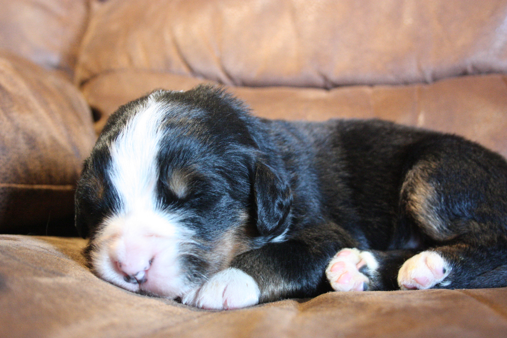 Gallery for i2-litter-bernese