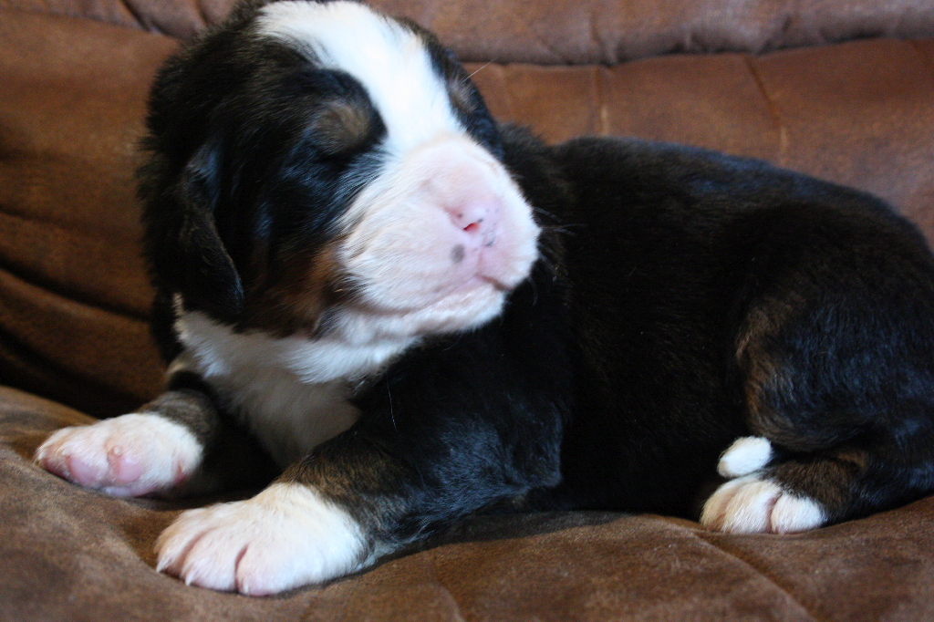 Gallery for i2-litter-bernese
