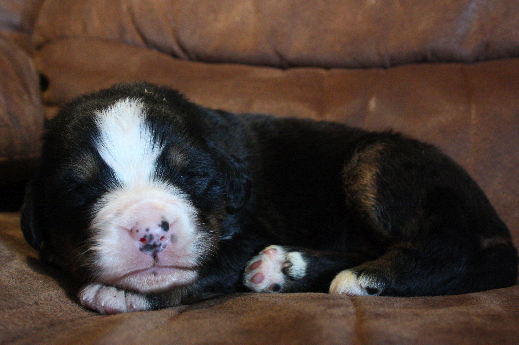 Gallery for i2-litter-bernese