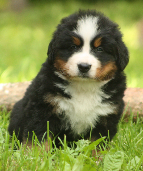 Gallery for s2-litter-bernese