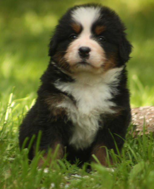 Gallery for s2-litter-bernese