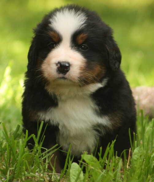 Gallery for s2-litter-bernese