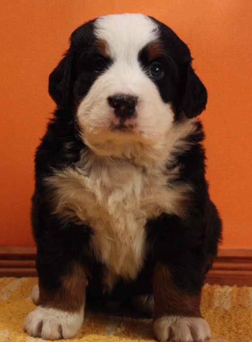 Gallery for n2-litter-bernese