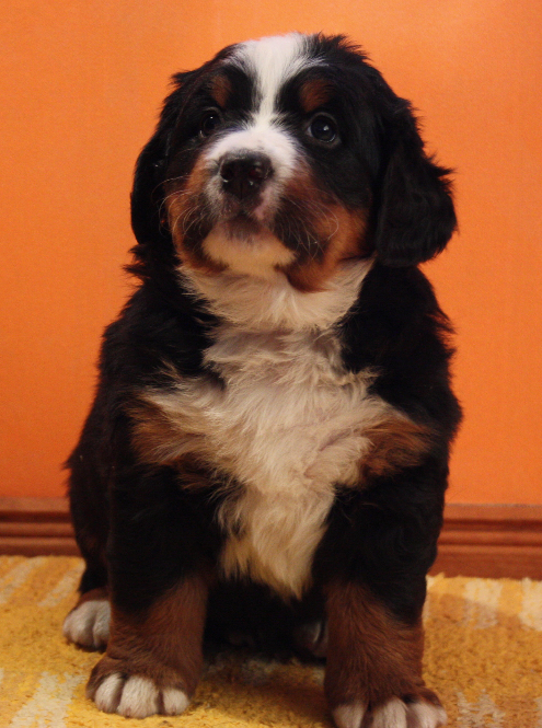 Gallery for n2-litter-bernese