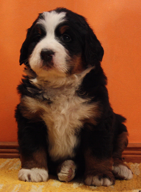 Gallery for n2-litter-bernese