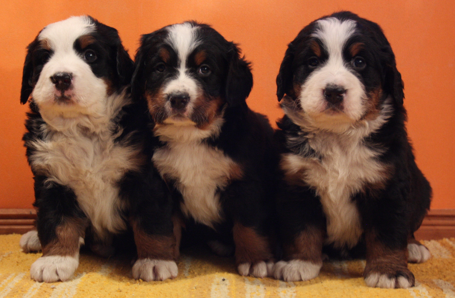 Gallery for n2-litter-bernese